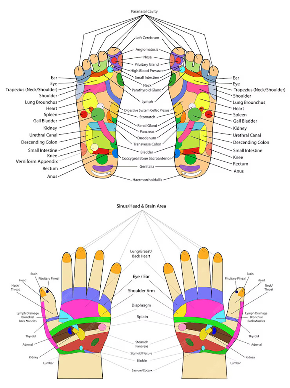 Reflexology Chart